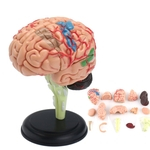 Modelo Cérebro Recursos de Aprendizagem Humana Anatomia Médica Estudante Realista Stand New