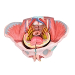 Esqueleto Pélvico Feminino c/ Sistema Reprodutivo em 4 Partes
