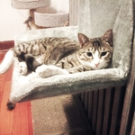 Gato criativo Hammock de aço-armação Estrutura Varanda Pet Almofada Hanging Bed assento de descanso Redbey