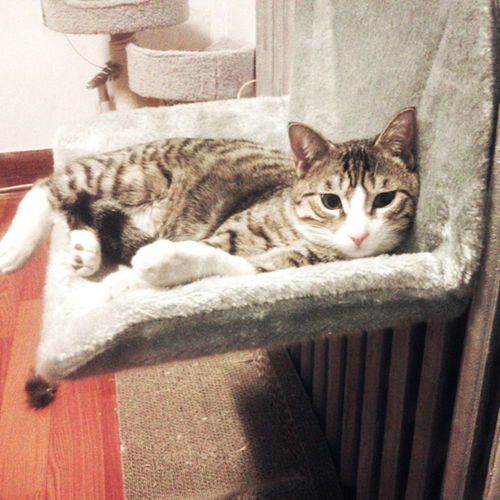 Gato criativo Hammock de aço-armação Estrutura Varanda Pet Almofada Hanging Bed assento de descanso