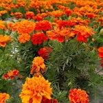 Ficha técnica e caractérísticas do produto 1000Pcs Mixed Marigold Seeds Ornamental Plant Flower Garden Office Decoração De Varanda
