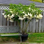 Ficha técnica e caractérísticas do produto 450Pcs Mixed Color Fuchsia Hybrida Sementes Flor Ornamental Home Garden Decor