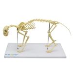 Ficha técnica e caractérísticas do produto Esqueleto de Gato
