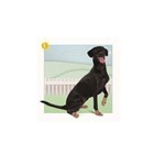 Ficha técnica e caractérísticas do produto Meia Antiderrapante Lupo Pet Cães Tamanhos P M e G 16000-008