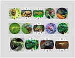 Ficha técnica e caractérísticas do produto Relogio Animais Exoticos Camaleão Iguana Repteis Biologo - Artesanato