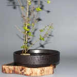 Ficha técnica e caractérísticas do produto Rodada Ikebana Latão Kenzan Flor-Sapo Com Gaxeta de Borracha Arte Ferramentas de Arranjo Fixas Flor-Sapo Diâmetro Redondo 73mm Feito em JAPÃO